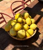 IMG_2248.jpeg
