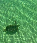 IMG_8244.jpeg