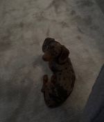 IMG_6438.jpeg