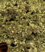IMG_7521.jpeg