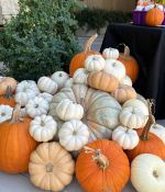 IMG_3202.jpeg