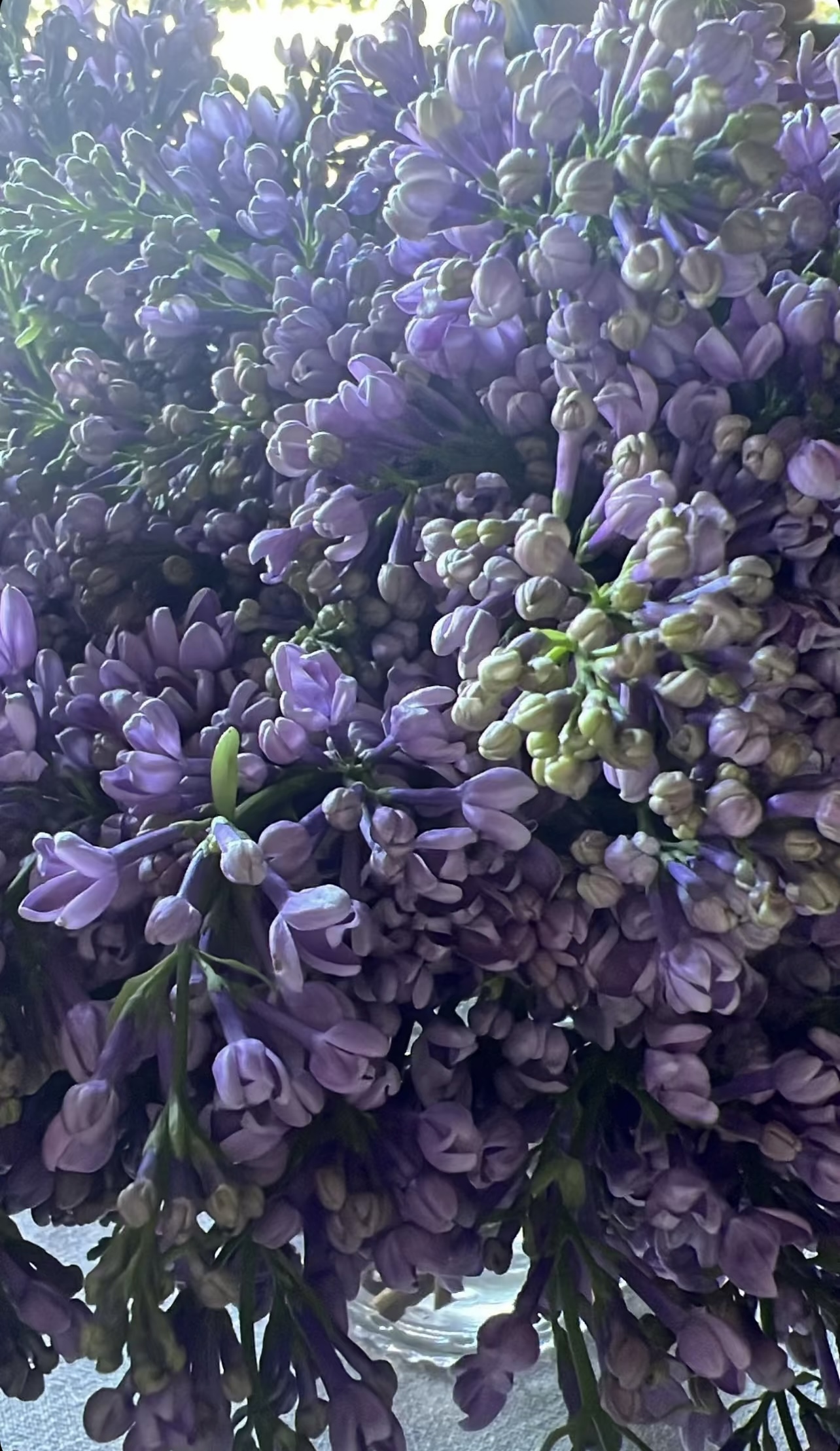 IMG_6502.jpeg