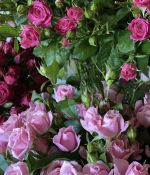 IMG_4068.jpeg