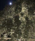 IMG_4619.jpeg