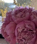 IMG_6493.jpeg