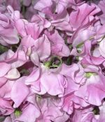IMG_6500.jpeg
