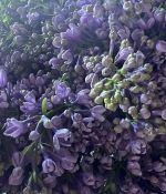 IMG_6502.jpeg