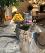 IMG_1779.jpeg