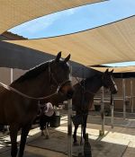 IMG_1214.jpeg