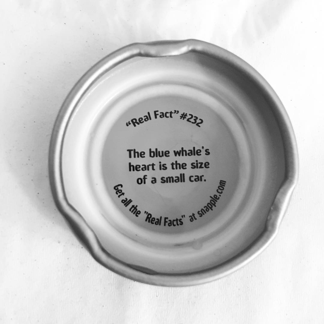 14533783_201986316892631_3479408428747587584_n.jpg
